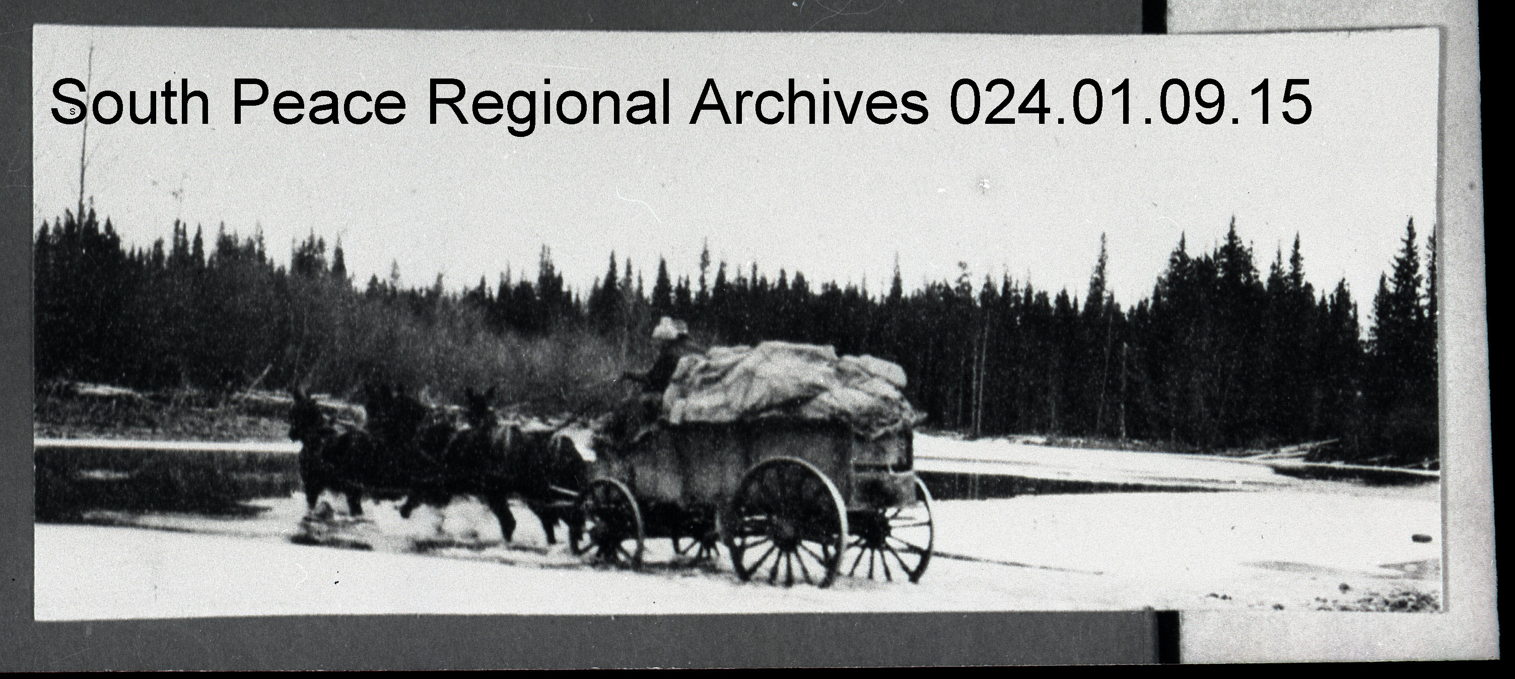 Buckskin Charlie driving the Mail Team across a river on the snowy Edson-Grande Prairie Trail. ~1912