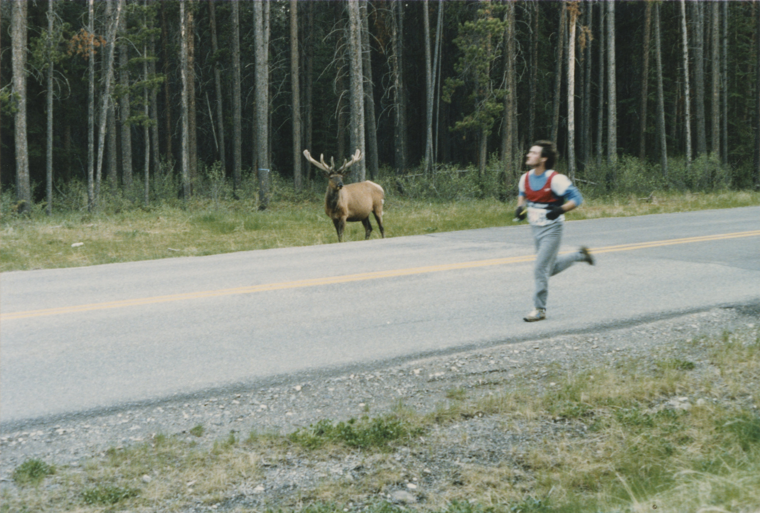 an elk (Wapiti in Cree) watching Murray Armstrong run past on the other side of the highway