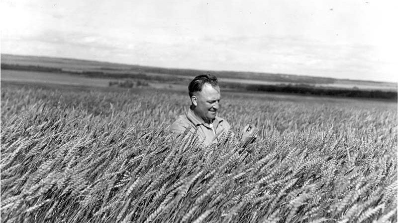 Herman Trelle: World Wheat King